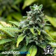 Advanced Seeds Early Widow